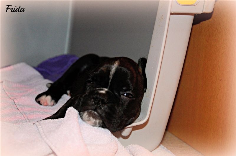 5,5 weeks